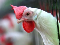 Dallas Hen Sales Not Ready to Fly the Coop