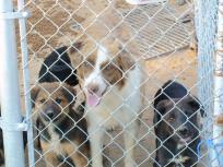 130 Dogs, Cats, Rabbits Seized in Raid