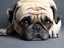 Shelter Waives Adoption Fees To Avoid Euthanasia