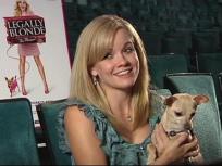 'Legally Blonde' Stars Talk Doggie Drives, Broken Toes