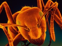 Crazy Texas Ants Attacking Bees, Computers