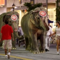 Elephants Lumber To Staples Before Jackson Service