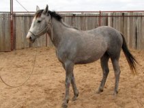 Navy Couple Offering Reward for Stolen Horse