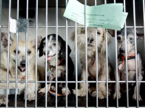 Free Pet Adoptions -- And Free Pet Food
