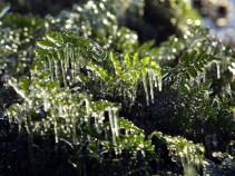 North Texans Stock Up in Advance of Arctic Air