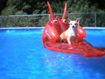 Dog Days of Summer 2010 - Gallery IV