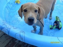 Dog Days of Summer 2010 - Gallery VIII