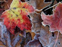 First Freeze Forecast