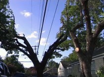 Oncor Tree-Trimming Also Snips Home Prices: Residents