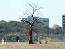 The Story Behind I-30 Christmas Tree