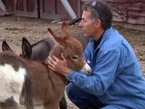 Couple Offers Reward for Return of Stolen Donkey