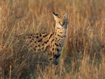 Wildcat Missing in Collin County