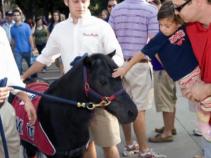 Donated Horses Raises Worries Over Future of SMU's Peruna