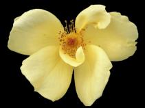 Fla. Man Tries to Send Flowers to Accused Fort Hood Gunman