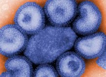 411 on H1N1-A Ends Con"flu"sion