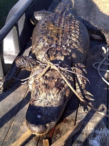 Gator Measuring 11.5 Feet Killed