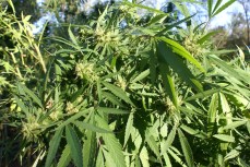 Footprints Lead Agent to Men Sleeping on Marijuana