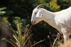Judge to Euless: Santeria Priest Can Sacrifice Goats
