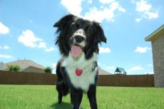 Dog Days of Summer 2009 - Gallery VIII