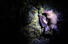 Rabid Bat Found in Dallas County