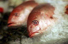 PETA Seeks to Rename Fish