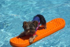 Dog Days of Summer 2010 - Gallery VIII