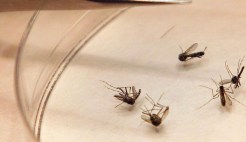 Dallas Co. Confirms 20th West Nile-Related Death