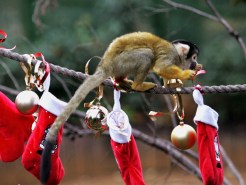 5 Awful Animal Christmas Songs
