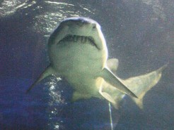 Man Charged With Selling Nurse Sharks Over Internet