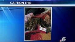 Caption This - Dr. Pepper Cat Nap