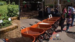NBC 5 Helps People In Plano Live Green