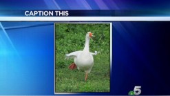 Caption This - Just Ducky