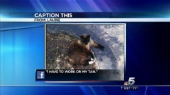 Caption This: Roameo The Cat
