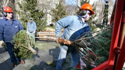 The Metroplex Recycles Trees After Christmas