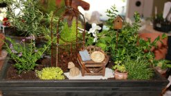 Miniature Fairy Gardens Redefine Having a Green Thumb
