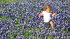 Bluebonnets in Bloom 2013 - Gallery VI