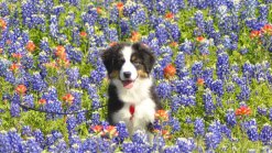 Bluebonnets in Bloom 2013 - Gallery VII