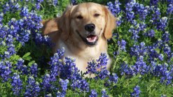Bluebonnets in Bloom 2013 - Gallery III