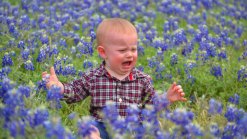 Bluebonnets in Bloom 2013 - Gallery I