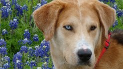 Bluebonnets in Bloom 2013 - Gallery VIII