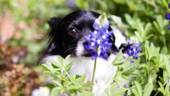 Bluebonnets in Bloom - April 5, 2013