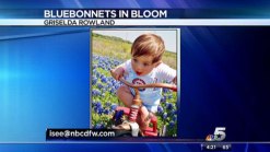 Bluebonnets in Bloom - May 3, 2013