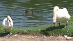 Pair of  Swans to be Moved From Plano Pond