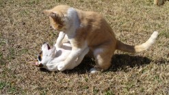 Caption This - Cat Fight