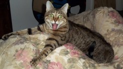 Caption This - Mookie