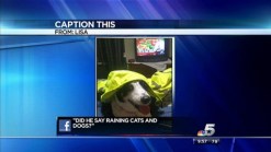 Caption This: Storm Dog