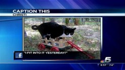 Caption This: Zappa the Cat