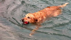 Dog Days of Summer - May 17, 2013