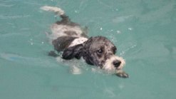 Dog Days of Summer 2013 - Gallery II