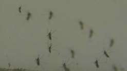 Denton Approves $20K for Mosquito Spraying